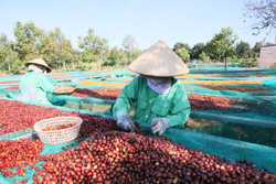 Giá cà phê tăng mạnh: Nhiều nông dân "gim" hàng chờ giá tốt