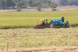 Cam kết đầu ra cho 9 hợp tác xã sản xuất lúa gạo trên địa bàn tỉnh