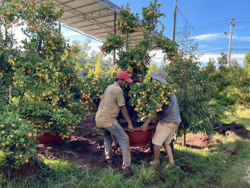 Hoa xuân sẵn sàng “xuống phố”