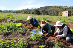 Cây nén "bén" đất Krông Búk