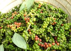 Giá tiêu sẽ tăng sau kỳ nghỉ Tết Giáp Thìn