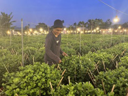 Nhà vườn thấp thỏm vụ hoa tết