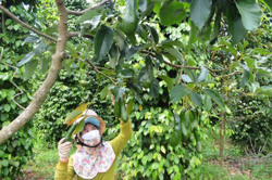 Đắk Nông thúc đẩy liên kết ngành hàng trái cây