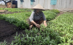 Nông dân tất bật chuẩn bị nông sản phục vụ Tết