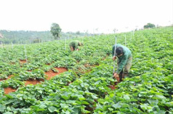 Trồng khoai lang sạch kiếm lời 124 triệu đồng/ha
