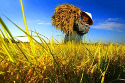 Giữ ổn định 3,56 triệu ha đất trồng lúa