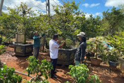 Nhà vườn Đắk Nông dốc lực cho mai tết