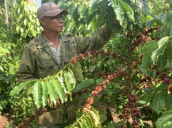 Nông dân Krông Ana hướng tới sản xuất cà phê hữu cơ
