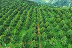 Điểm sáng vườn rẫy kiểu mẫu ở Đắk Nông