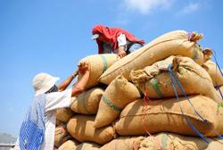 Để xuất khẩu gạo đi vào bền vững