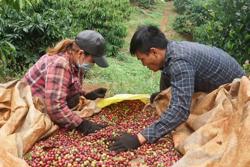 Đắk Nông tái canh gần 30.000ha cà phê để nâng hiệu quả kinh tế
