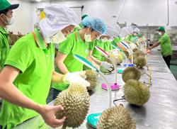 Xuất khẩu vào "đường ray" cao tốc