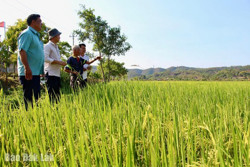 Cùng nông dân liên kết sản xuất
