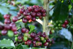 Cà phê Robusta, Arabica đồng loạt tăng giá sốc