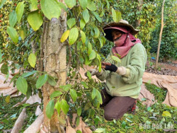 Giá các loại nông sản tăng cao so với cùng kỳ năm trước