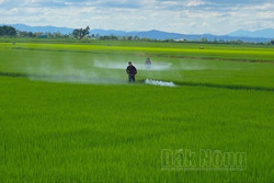 Đắk Nông tập trung nâng cao chuỗi giá trị nông sản