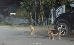 Thêm một trường hợp tử vong nghi do bệnh dại