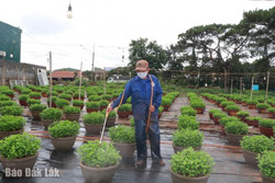 Nông dân Đắk Lắk tất bật xuống giống hoa cúc vụ tết