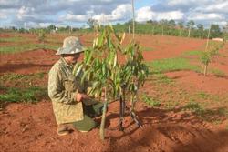 Đắk Nông cảnh báo bùng nổ diện tích cây ăn quả