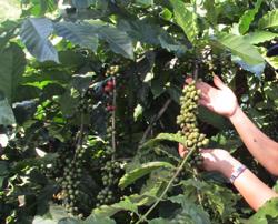 Giá cà phê giảm sâu khi nguồn cung không còn căng thẳng