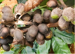 Bệnh nấm hồng hại cà phê và cách phòng trị