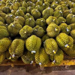 Đắk Nông thu về 2.490 tỷ đồng từ sầu riêng