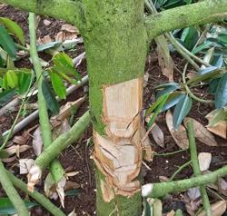 Xót xa vườn sầu riêng bị kẻ gian phá hoại