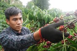 Đắk Nông cần khoảng 257.000 lao động thu hoạch cà phê