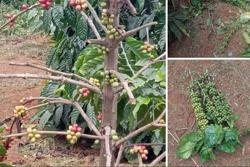 Bất an với nạn trộm cà phê xanh