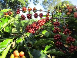 Giá cà phê thấp nhất trong 2 tháng