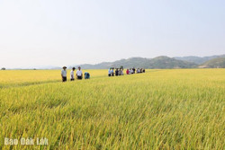 Cơ chế, chính sách vẫn chậm và thiếu