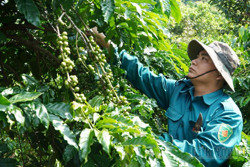 Đắk Nông rà soát, hỗ trợ người lao động chưa có việc làm tham gia thu hoạch cà phê