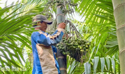 Giá cau “quay đầu”: Có phải kịch bản cũ?