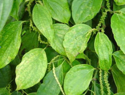 Bệnh virus hại tiêu và cách phòng trị