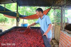 Giá hạt dổi "lao dốc": Nông dân khó tìm đầu ra