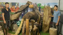 Rao bán gỗ thủy tùng trên Tiktok, hai đối tượng bị khởi tố