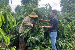 Đắk Nông đặt nhiều kỳ vọng vào sản xuất cà phê bền vững