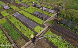 “Đời” suối trong lòng phố