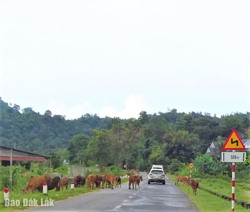 Cần thận trọng khi lái xe trên đường gặp nhiều gia súc