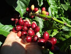 Giá cà phê bật tăng đầy bất ngờ