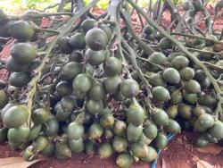 Không chỉ Trung Quốc mà Mỹ, Thái Lan, Butan cũng nhập cau Việt