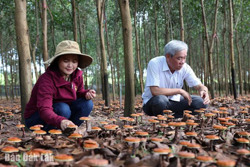 Đổi mới sáng tạo -“Chìa khóa” giúp hợp tác xã phát triển bền vững