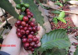 Giá cà phê lao dốc bất ngờ sau phiên tăng mạnh