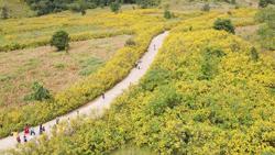 Đến Gia Lai ngắm hoa Dã quỳ ở núi lửa đẹp top 10 thế giới