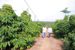 Đắk Nông hỗ trợ nông dân thu hoạch cà phê hiệu quả