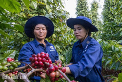 Niên vụ cà phê 2024 - 2025: Đối mặt nhiều mối lo
