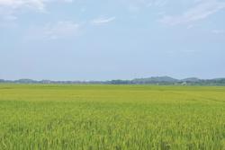 Bài toán thuế GTGT phân bón: Tránh xét lợi ích trực quan mà quên đi mục tiêu lâu dài