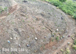 Huyện Krông Bông trồng mới gần 2.000 ha rừng