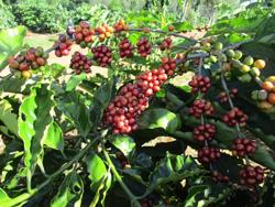 Giá cà phê lại gây bất ngờ