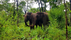 Hạnh phúc của...voi